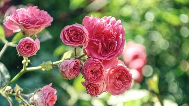 Ogród różany – wszystko co musisz wiedzieć o jego zakładaniu